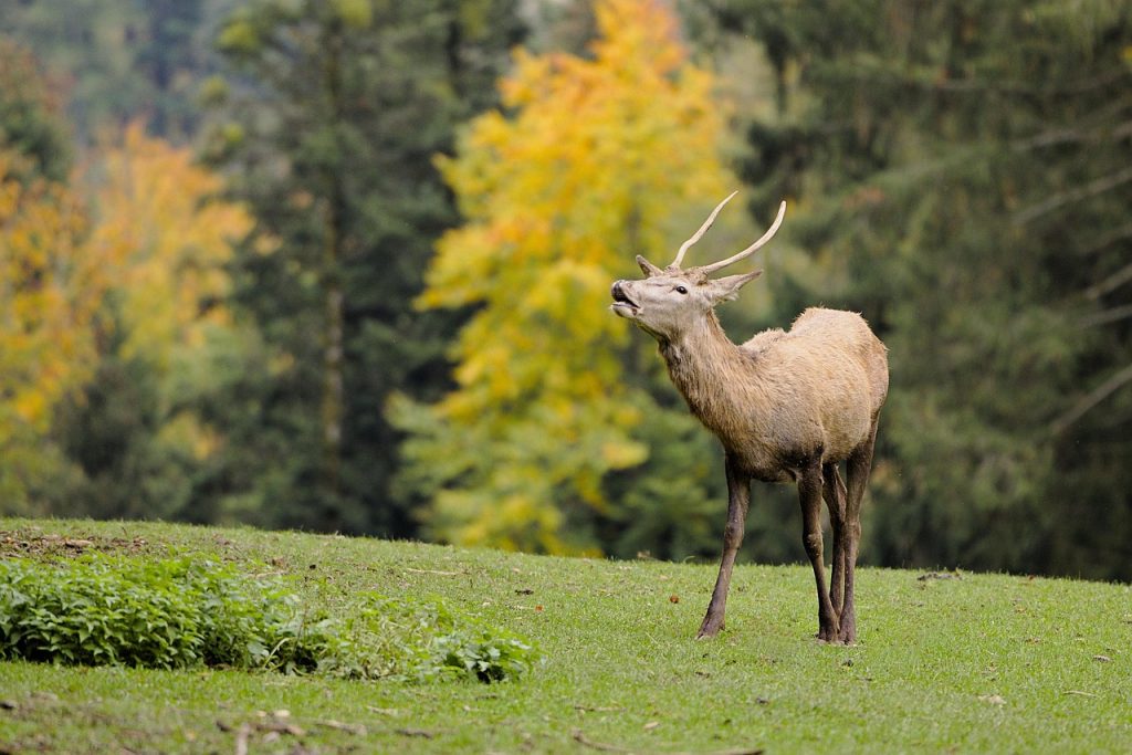 cerf, bois, hirsch, animal, ruminant, mammifère, cervidae, des arbres, sur le terrain, gazon, prairie, les bois, couleurs d'automne, forêt, sauvage, région sauvage, faune, nature, cerf, cerf, cerf, cerf, cerf