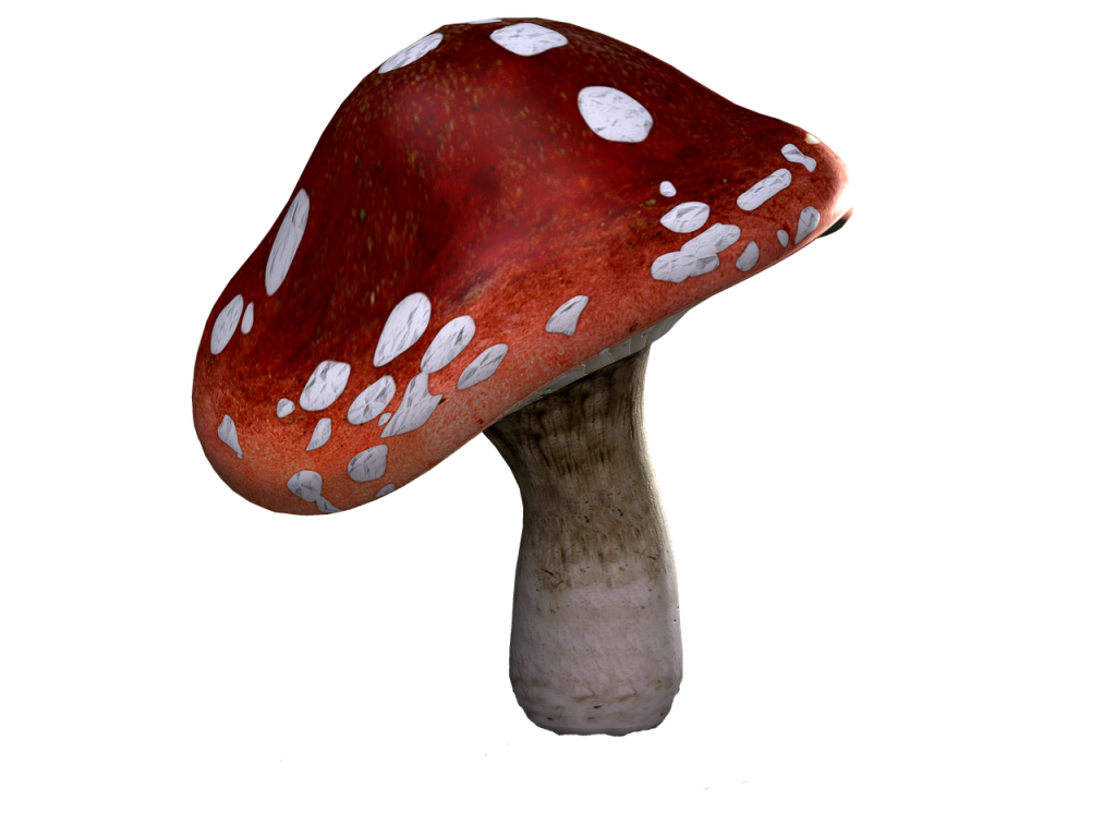 champignon vénéneux, champignons, fantaisie, imagination, art numérique, isolé, champignons, champignons, champignons, champignons, champignons