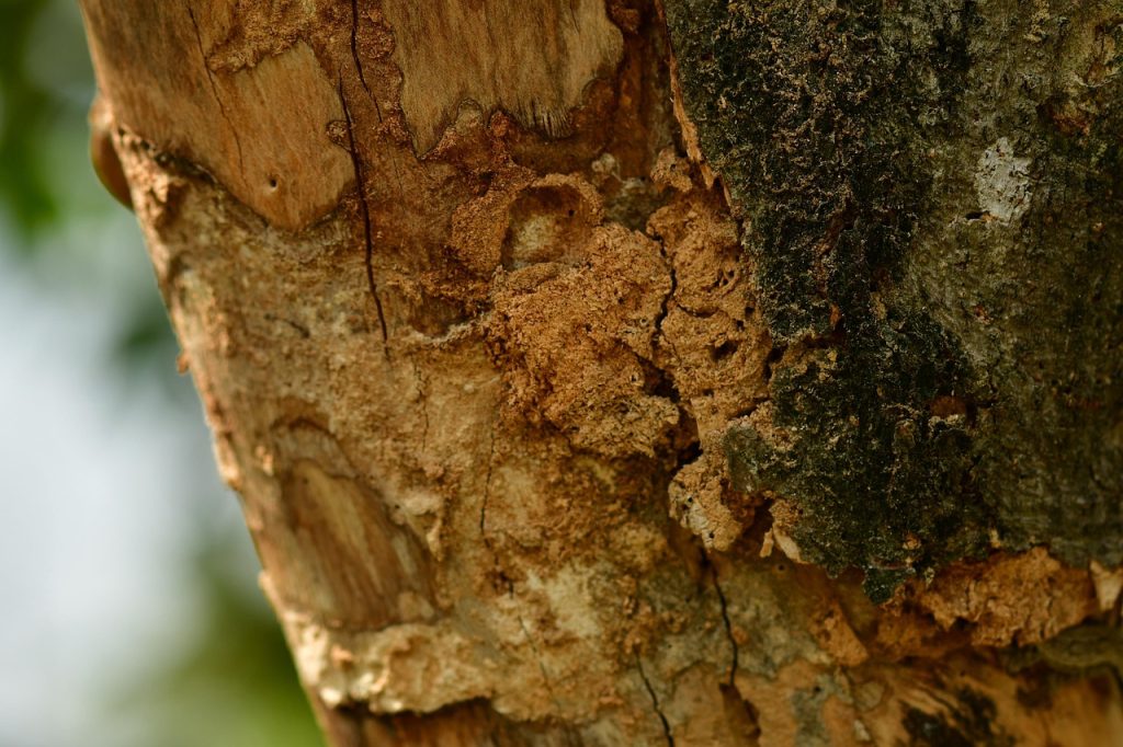 aboyer, bois sec, tronc, charpente, rugueux, surface, texture, fissures, naturel