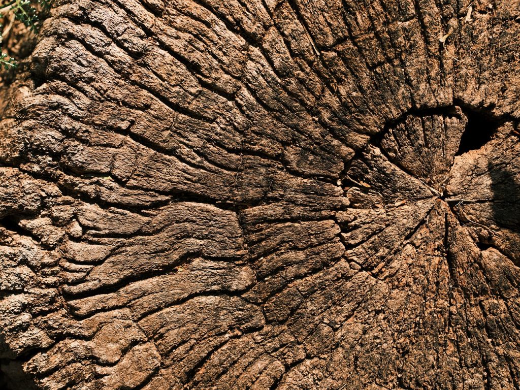 arbre, charpente, charpenterie, bois, un meuble, en bois, billet, vieille, modèle, tissu, résumé, fermer, macro, mur, table, panneau, nature