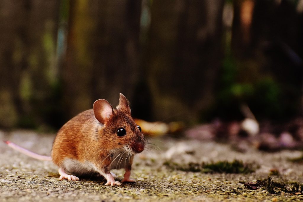 souris, rongeur, mammifère, nager, nature, animal, souris des bois, apodemus sylvaticus, petit, bouton yeux, souris brune, monde animal, souris, souris, souris, souris, souris